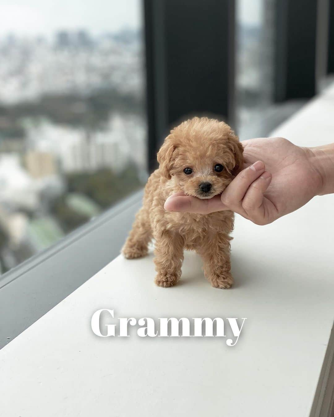 仲村美香さんのインスタグラム写真 - (仲村美香Instagram)「名前は"Grammy"になりました💕 2019.8.26生まれの女の子です🐶❤️ ・ ・ 名前ずっと2人で考えてたんだけど、 私が提案したやつ全部却下されて Grammyって入れた画像を たくさん作って送りつけてきて 刷り込みされた。笑笑 負けた、笑笑 ・ ・ ・ でも私もこの名前気に入りました🤣❤️❤️❤️ 今日からやっと名前で呼べる♡ ・ ・ ・ ・  #dog#トイプードル#ティーカップトイプードル #犬#🐶#犬すたぐらむ #可愛すぎる#わんこ#わんこのいる生活 #poodle#ティーカッププードル」10月26日 10時12分 - mikapu0519