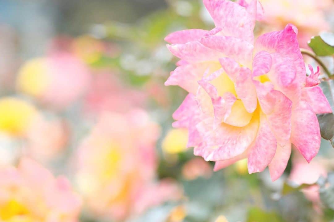 kiccyomuのインスタグラム：「☀️ 2019.10.26 Sat #心に花を 秋の #京成バラ園 春ほどじゃないけど… 🌹華やかに〜☺️ * 週末、今日も元気に🤗 * location #千葉 #八千代 撮影 10月21日 #ケイバラ2019秋バラ」