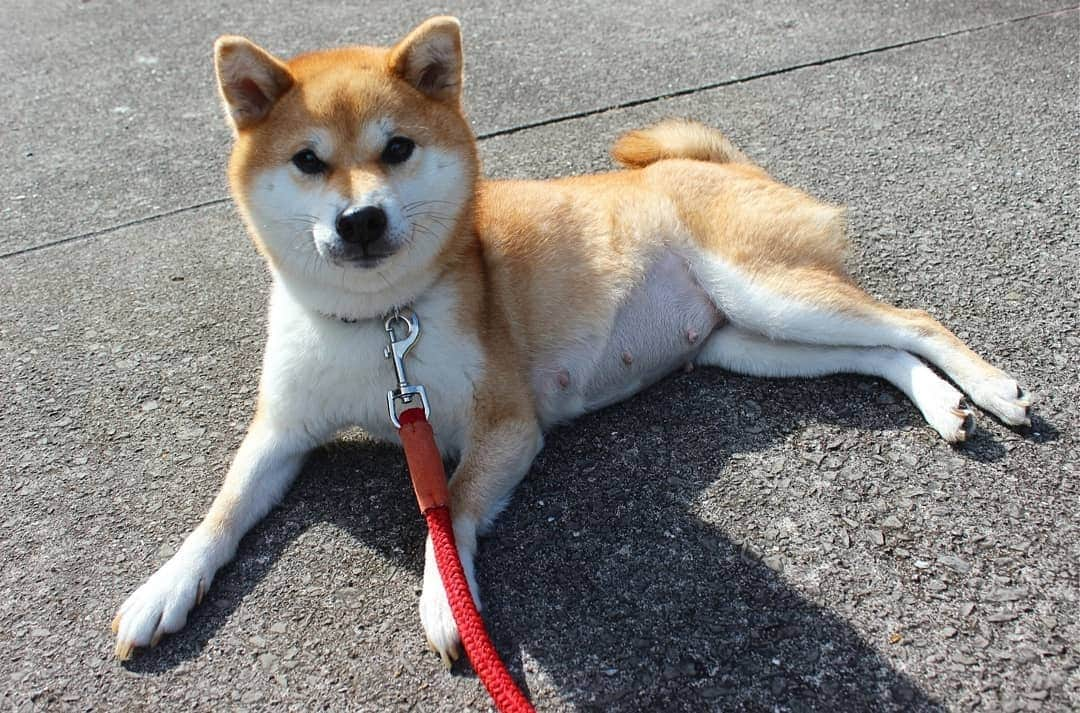 柴犬たま Shibainu Tamaのインスタグラム