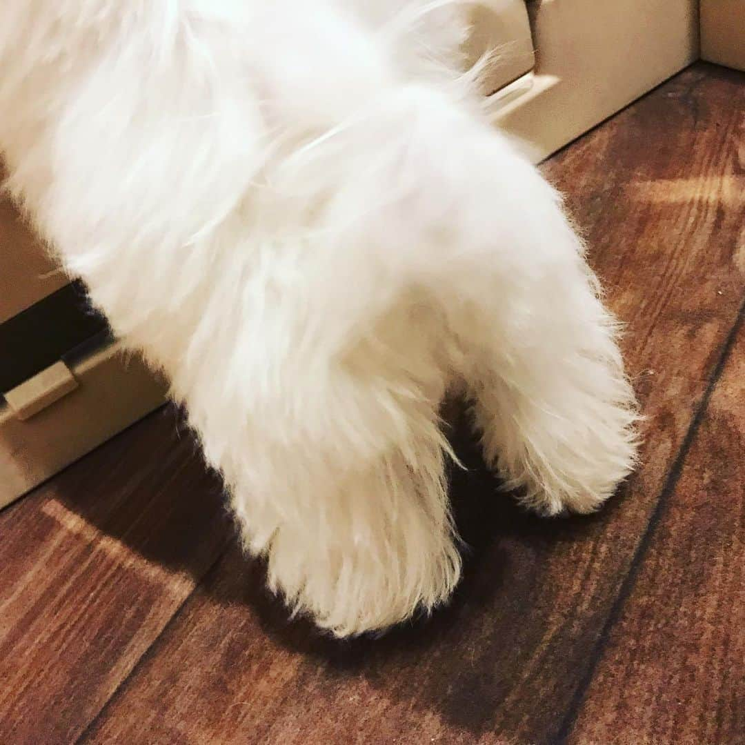 緒月遠麻さんのインスタグラム写真 - (緒月遠麻Instagram)「☺︎ ただただはしゃぐ お犬様を前に 私の中の オヅゴロウが爆発。笑  #ムツゴロウ #🐕 可愛すぎたね。  飼わないよ。 飼わないよ。 飼わないよ。 飼いたいね 飼わないよ。」10月26日 12時32分 - toma_ozuki