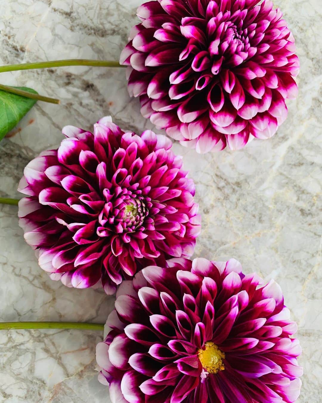 風間ゆみえのインスタグラム：「Dahlia ダリア　きれい」