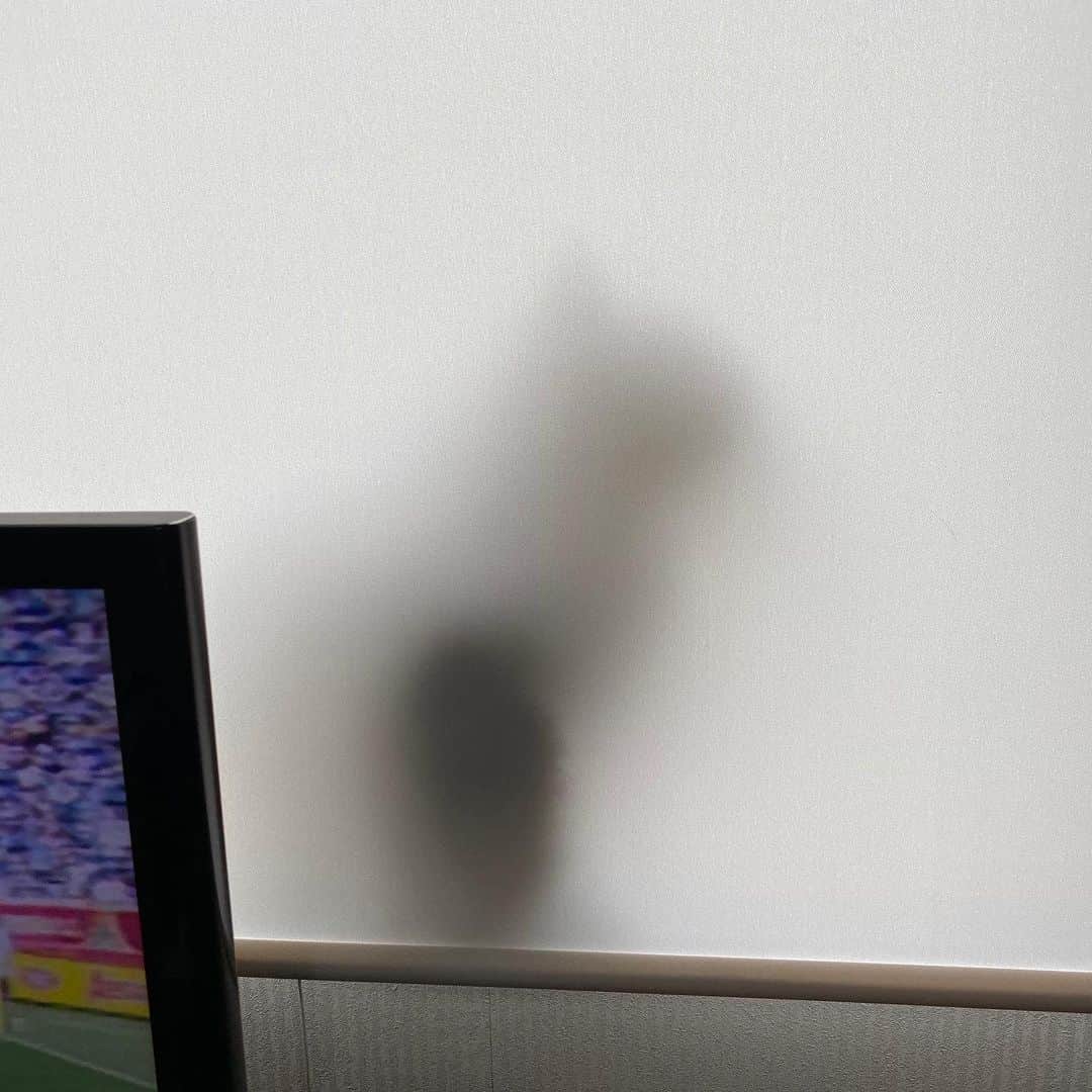 野間美由紀のインスタグラム：「窓際のチャイとソファのポウ。」