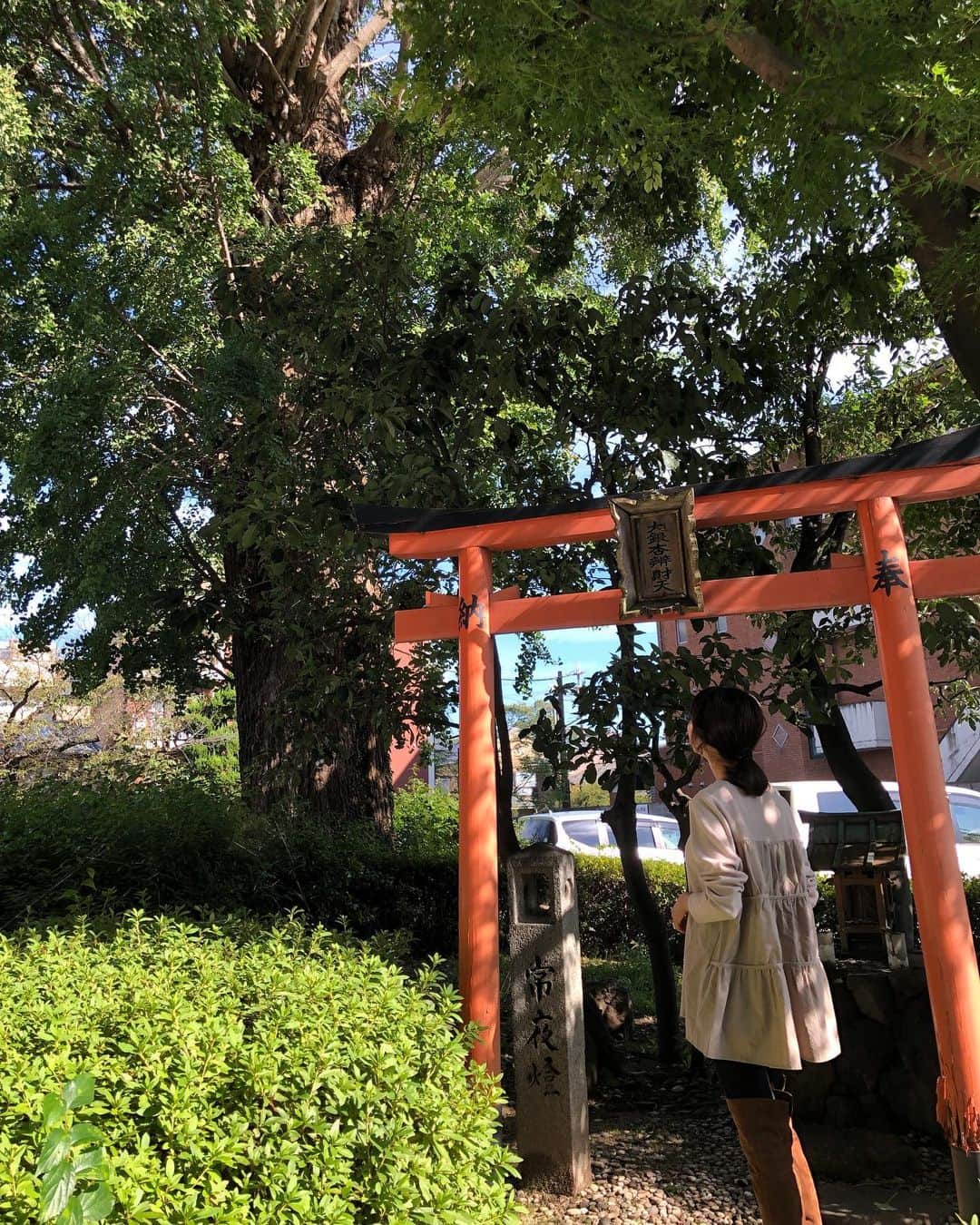 木本泉さんのインスタグラム写真 - (木本泉Instagram)「-﻿ 大きな銀杏の木🍃﻿ ﻿ 荒神口にあります🌳﻿ ふっと見上げるとあまりに立派な銀杏の木で、銀杏の神様が祀られていました！﻿ ﻿ ちょっと朝から清々しい気持ちになりました！﻿ ﻿ #京都市#kyoto#秋#銀杏の木#荒神口銀杏の木#荒神口」10月26日 14時48分 - izumikimoto