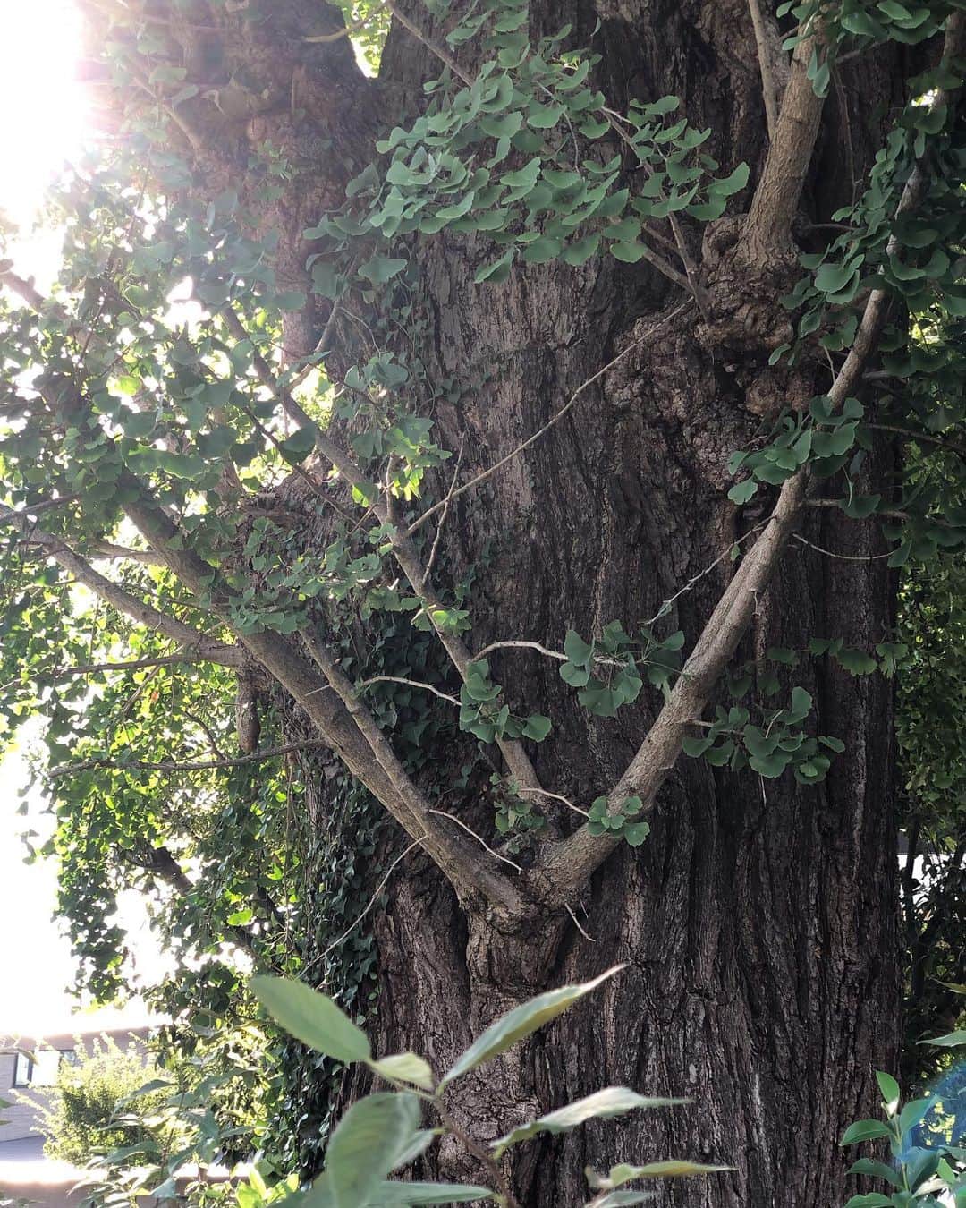 木本泉さんのインスタグラム写真 - (木本泉Instagram)「-﻿ 大きな銀杏の木🍃﻿ ﻿ 荒神口にあります🌳﻿ ふっと見上げるとあまりに立派な銀杏の木で、銀杏の神様が祀られていました！﻿ ﻿ ちょっと朝から清々しい気持ちになりました！﻿ ﻿ #京都市#kyoto#秋#銀杏の木#荒神口銀杏の木#荒神口」10月26日 14時48分 - izumikimoto