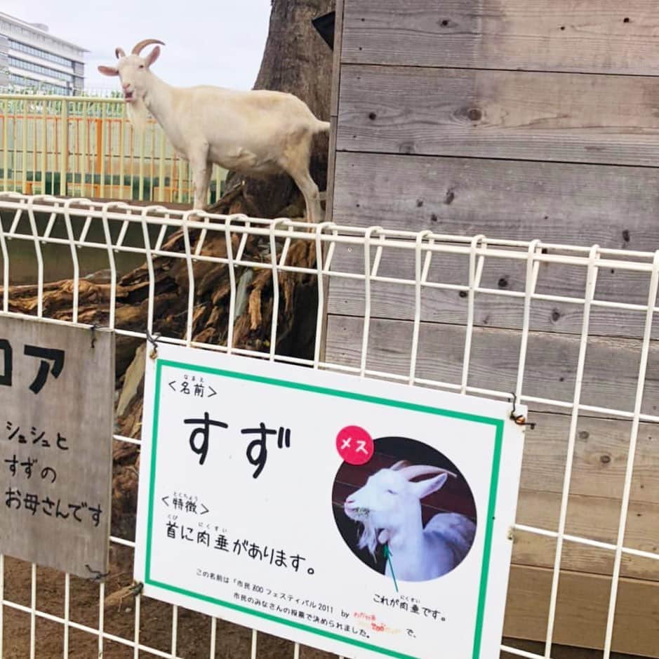 柴犬ハル&保護犬すずさんのインスタグラム写真 - (柴犬ハル&保護犬すずInstagram)「🐐 . 「おとーしゃーんーー！ どこーーー！？ すずだよーーー！ 迎えきてーー！」 . #和歌山県の動物園にいました #すずです #フォロワーさんから連絡来ました #迎えに行きたいと思います笑 . #柴犬#柴#kagoshima#dog#puppy#shibainu#shibastagram#いぬバカ部#family#鹿児島#赤柴#雑種#天文館#日本犬#保護犬を家族に#保護犬#元保護犬#動物園」10月26日 14時52分 - haruharu040777