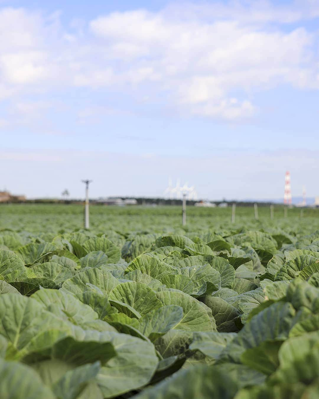 愛知県田原市さんのインスタグラム写真 - (愛知県田原市Instagram)「Cabbage paradise! ここのじゅうたんも成長中〜！ * * #緑のじゅうたん #拡大中 #キャベツの名産地 #食卓にも広がれ #早くみんなに会いたいな #田原産キャベツ #渥美半島産キャベツ * * #たはら暮らし * #渥美半島#田原市#田原#伊良湖#赤羽根 #tahara#irago#akabane #サーフィン#surfing#田舎暮らし#日々の暮らし#菜の花浪漫街道」10月26日 15時20分 - tahara_kurashi