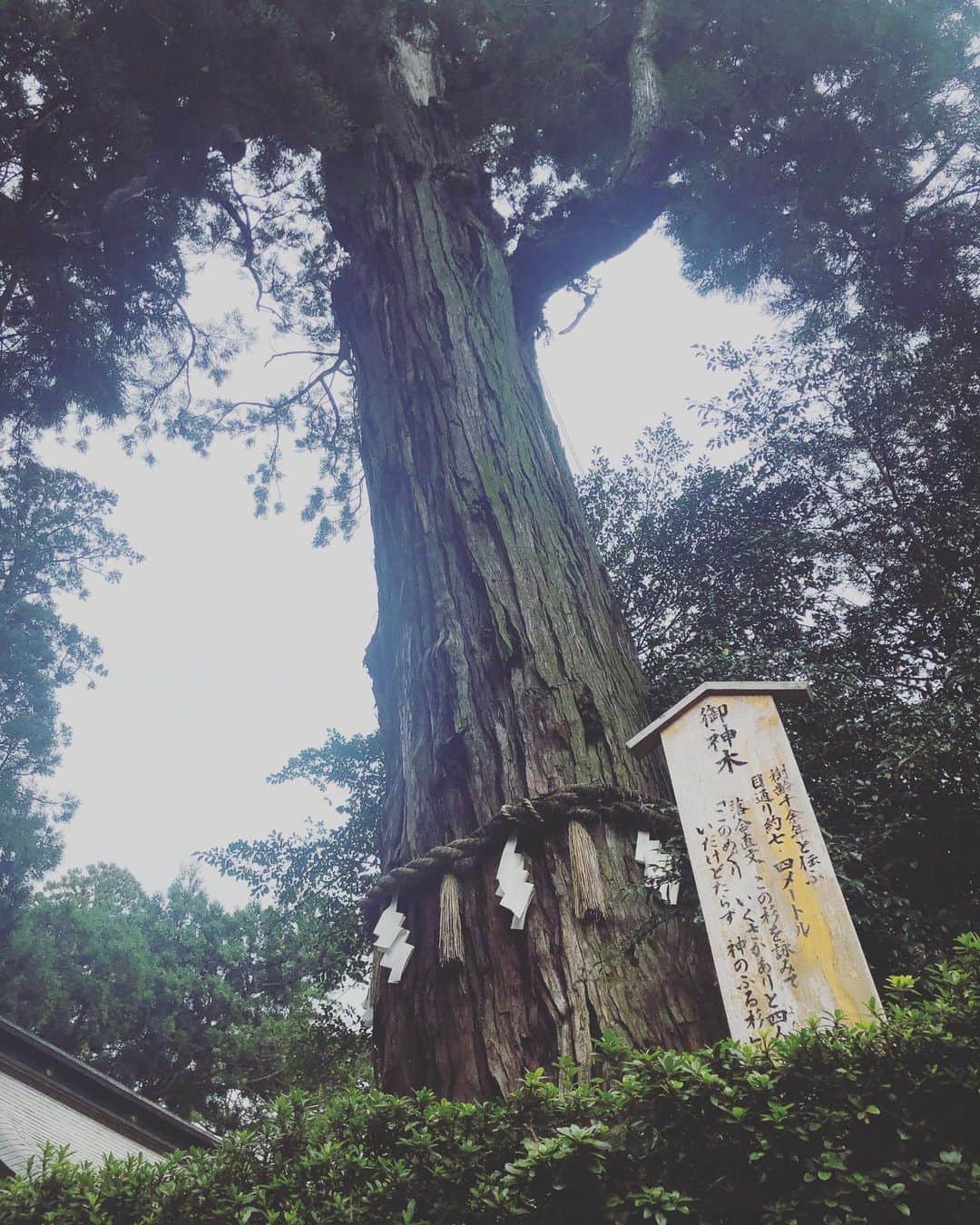 SHOCK EYEさんのインスタグラム写真 - (SHOCK EYEInstagram)「近代まで神宮と呼ぶことが許されていたのは、伊勢神宮、鹿島神宮と、この香取神宮。 とにかく由緒ある場所で、古事記や日本書紀に出てくる有名なエピソード、国譲りで、とても重要な役割を果たした神様が祀られているんだよ😊✨ とにかく黒塗りの本宮が歴史を感じて、すごくカッコよかった。 たまたま遭遇した修学旅行生に混じって、神職の方の話を盗み聞きw 個人的には奥宮が、聖域って雰囲気がビンビン感じて背筋がピンと伸びました🙏 #香取神宮 #神社 #神道 #東国三社 #千葉県 #運気アップ #shockeye : There are only three Shrines which are allowed to be called as Jingu till the modern era. They are Ise Jingu, Kashima Jingu and this Katori Jingu.  Katori Jingu has a long history. The deity of this shrine is from the famous episode about the Land offering in Kojiki (records of ancient matters) and Nihonshoki (chronicles of Japan). The black painted main shrine was so cool and  historic ambience.  I was lucky enough to overhear while the Shinto priest explained about the shrine to  students from the school trip. I personally think the rear shrine is super sacred and cleanse my soul.  #katorijingu #shrine #shinto #chiba  #chibaprefecture #fortune #betterfortune #positiveenergy #energy #powerspot #positivevibes #goodluck  #togokusansha  #shockeye」10月26日 15時45分 - shockeye_official