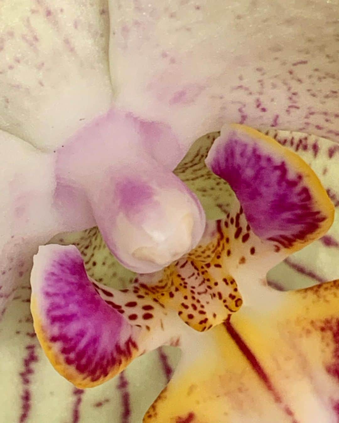 風間ゆみえのインスタグラム：「わたしは今、植物療法士としても動き始めていますが、こうして植物に触れていて、ふとある考えが浮かびました。植物療法は、基本的には、飲む、食べる、塗る、香るなどの方法で活性成分を取り入れるものですが、"視覚的な"植物療法にとても興味が湧いてきました。  もう常套句のように使われる言葉になりましが、私たちの脳は疲弊している。  嗅覚による生理活性の即効性にはいつも助けられていますが、視覚的な植物療法を解いてみたくなってきました。  強くて柔軟な心と身体を作りたい」