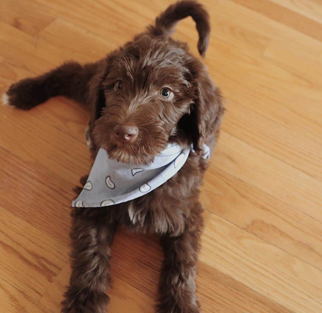 薮下柊さんのインスタグラム写真 - (薮下柊Instagram)「Sweetie 🥺🧡 : @popeye_shu  #labradoodle #dog #mydogiscutest」10月26日 16時10分 - __yabushita_shu__