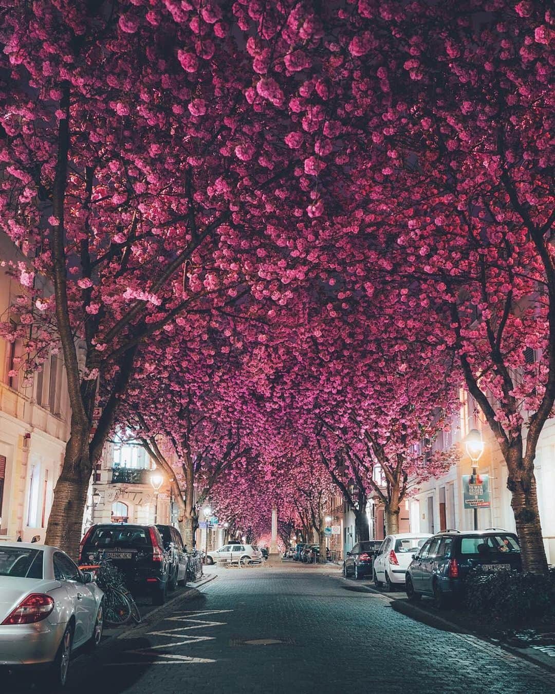 Earth Picsさんのインスタグラム写真 - (Earth PicsInstagram)「Cherry Blossom Avenue in Bonn, Germany 🇩🇪- this actually exists, google it. Photo by @lennart」10月26日 16時22分 - earthpix