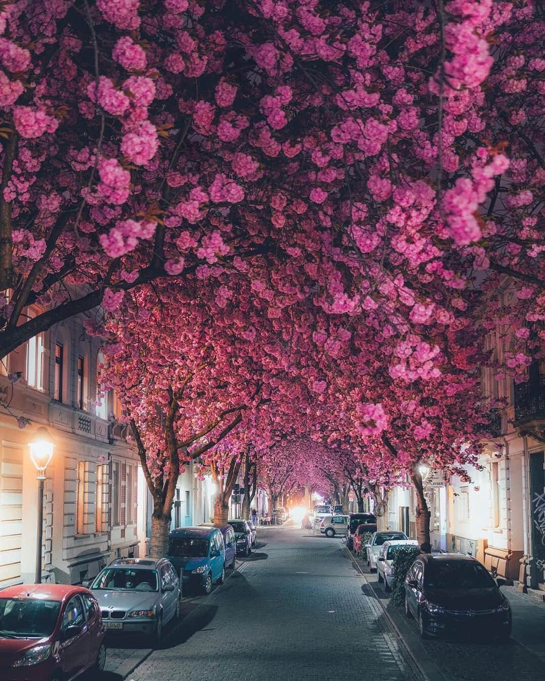 Earth Picsさんのインスタグラム写真 - (Earth PicsInstagram)「Cherry Blossom Avenue in Bonn, Germany 🇩🇪- this actually exists, google it. Photo by @lennart」10月26日 16時22分 - earthpix