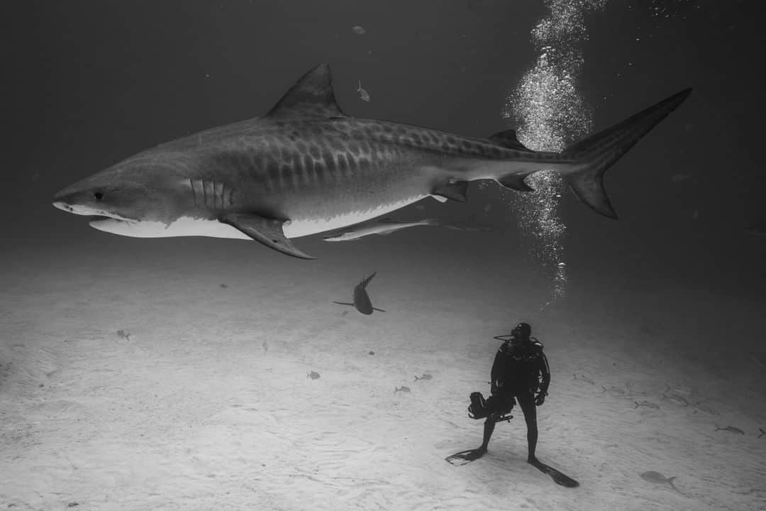 National Geographic Travelさんのインスタグラム写真 - (National Geographic TravelInstagram)「Photo by Cristina Mittermeier @Mitty | A large female tiger shark swims peacefully over @PaulNicklen's head in the Bahamas. One of the best things about my work with @SeaLegacy is that this is an organization that I dreamt about and created with my life partner. This image represents one of our greatest mutual goals as storytellers: to convey the truth about the ocean and its animals in order to shift the narrative. Together we strive to give the ocean a voice, and being able to share a moment like this—showing that sharks are not the bloodthirsty monsters the mainstream media makes them out to be—is very important to me. As a conservationist and a journalist, I feel a responsibility to do better by all of the ocean's animals and to show people how elegant, beautiful, and welcoming our ocean can be.  Follow me @Mitty for more stories about my encounters with sharks in the wild and our work at @SeaLegacy. #CITES4Sharks #ExtinctionEndsHere #BlackAndWhite #Bahamas」10月26日 17時08分 - natgeotravel