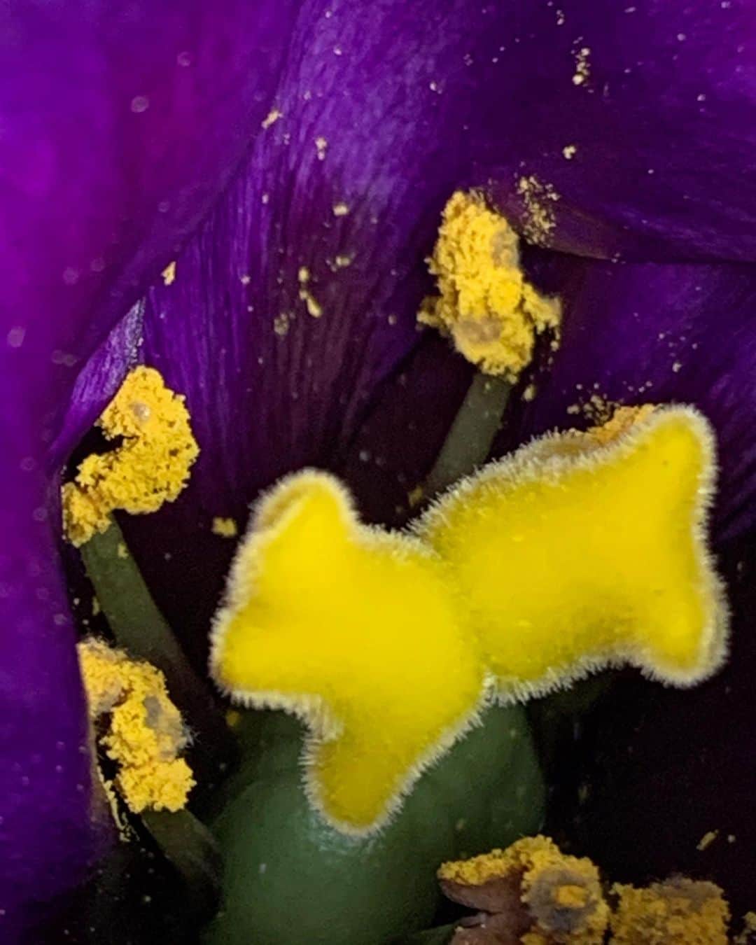 風間ゆみえさんのインスタグラム写真 - (風間ゆみえInstagram)「トルコ桔梗にこんな世界があるって知ってました？  フリルみたいな花びらに包まれるような花芯はヴェルヴェットみたいに滑らかで、 ダリアに蘭にこのトルコ桔梗、酔うほどに強い個性を放つ花たち。プレゼントしてくれたのはケイタさん。　@keitamaruyama  ケイタさんの作るドレスみたいな花たち」10月26日 17時32分 - yumie_kazama