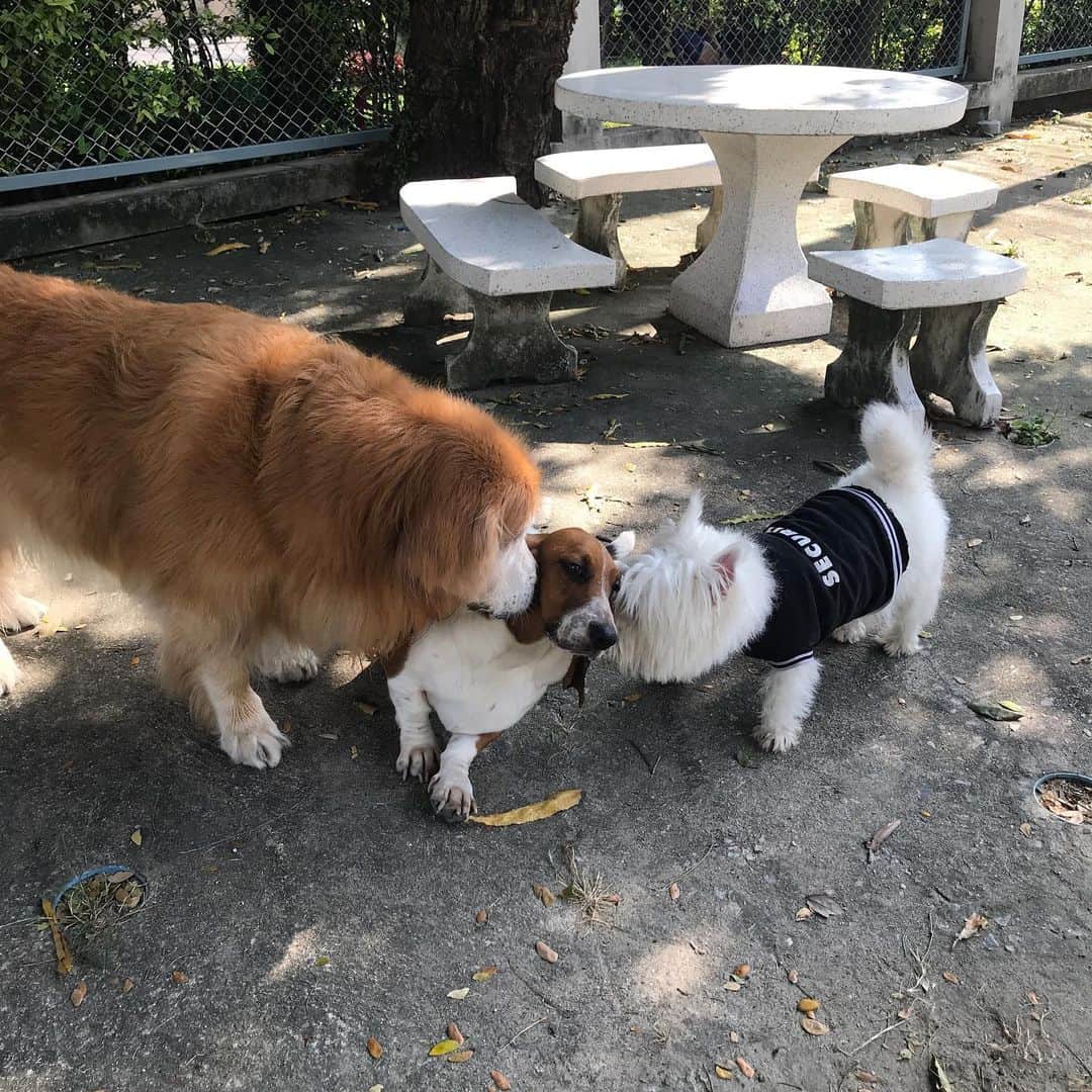 Hoykong&Plamuekのインスタグラム：「Checking out new friend 😊 ขอ add friend กันอยู่ฮะ 😁」