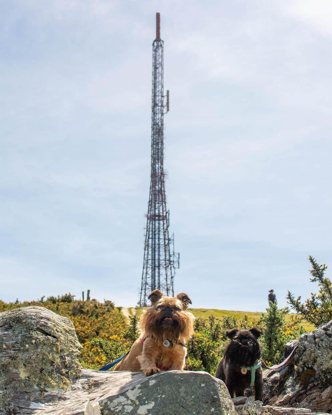のインスタグラム：「When you’re this impossibly cute all you can do is improve the scenery. #FindYourWildNZ」