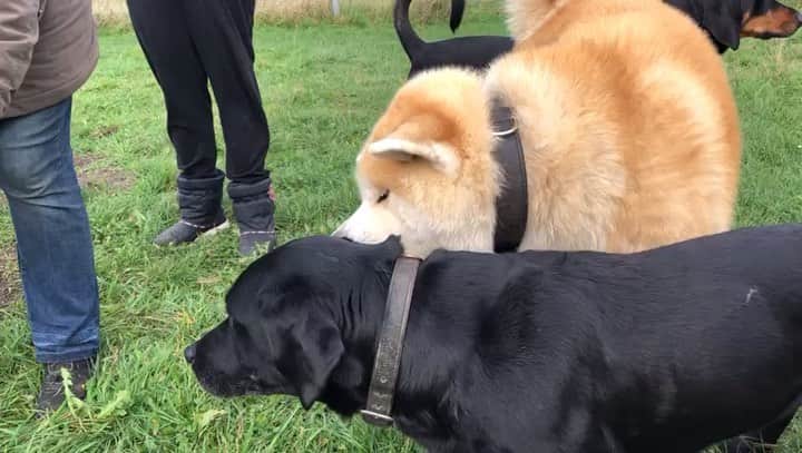 Mikkaのインスタグラム：「It’s all about love ❤️🐶🙈 #akita #akitainu #akitasofinstagram #doglove #labrador #lab」