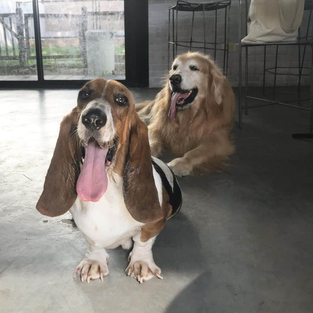 Hoykong&Plamuekのインスタグラム：「Our new friend Dumbo BassetHound ❤️ She’s so friendly and cute ❤️」