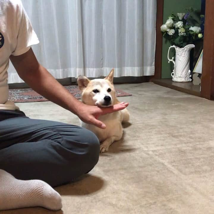 柴犬リリコのインスタグラム