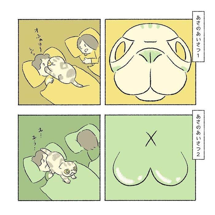 Shishi-maruさんのインスタグラム写真 - (Shishi-maruInstagram)「🐱ねこのきもちWEBMAGAZINE にて、猫エッセイが更新されました。今回は「若かりし頃のししまるの朝の挨拶がなかなか強烈だった」お話です🐈是非お楽しみ下さい。 【渋ネコししまるさん】#18 ｜ねこのきもちWEB MAGAZINE https://cat.benesse.ne.jp/lovecat/content/?id=46741 🐱My essay about Shishi-maru is serialized in a weekly magazine:) ーーーーーーーーーーーーー 🌺「渋ネコ ししまるさん」ねこのきもちWEB MAGAZINE にて毎週土曜日エッセイの連載中 ーーーーーーーーーーー 📕「ぷっちねこ。」「3匹のちいさな猫を召喚できたなら」「ちいさな猫を召喚できたなら」徳間書店より単行本発売中 ーーーーーーーーーーー ⭐︎ねこ漫画→@tacos_cat 🌺Twitter →@taco_emonemon ーーーーーーーーーーー」10月26日 19時54分 - emonemon