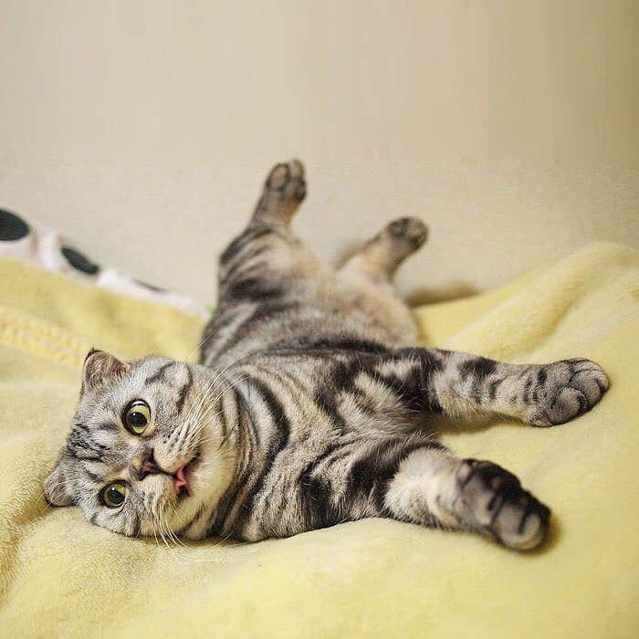 Shishi-maruのインスタグラム：「🐱ねこのきもちWEBMAGAZINE にて、猫エッセイが更新されました。今回は「若かりし頃のししまるの朝の挨拶がなかなか強烈だった」お話です🐈是非お楽しみ下さい。 【渋ネコししまるさん】#18 ｜ねこのきもちWEB MAGAZINE https://cat.benesse.ne.jp/lovecat/content/?id=46741 🐱My essay about Shishi-maru is serialized in a weekly magazine:) ーーーーーーーーーーーーー 🌺「渋ネコ ししまるさん」ねこのきもちWEB MAGAZINE にて毎週土曜日エッセイの連載中 ーーーーーーーーーーー 📕「ぷっちねこ。」「3匹のちいさな猫を召喚できたなら」「ちいさな猫を召喚できたなら」徳間書店より単行本発売中 ーーーーーーーーーーー ⭐︎ねこ漫画→@tacos_cat 🌺Twitter →@taco_emonemon ーーーーーーーーーーー」