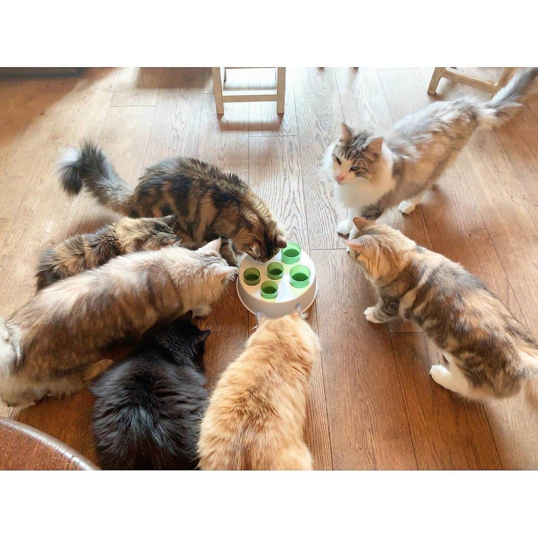 池田彩夏のインスタグラム：「近所の猫カフェ🐈 でっかいもふもふがいっぱい！♡ . . . この写真も結構前の。笑」