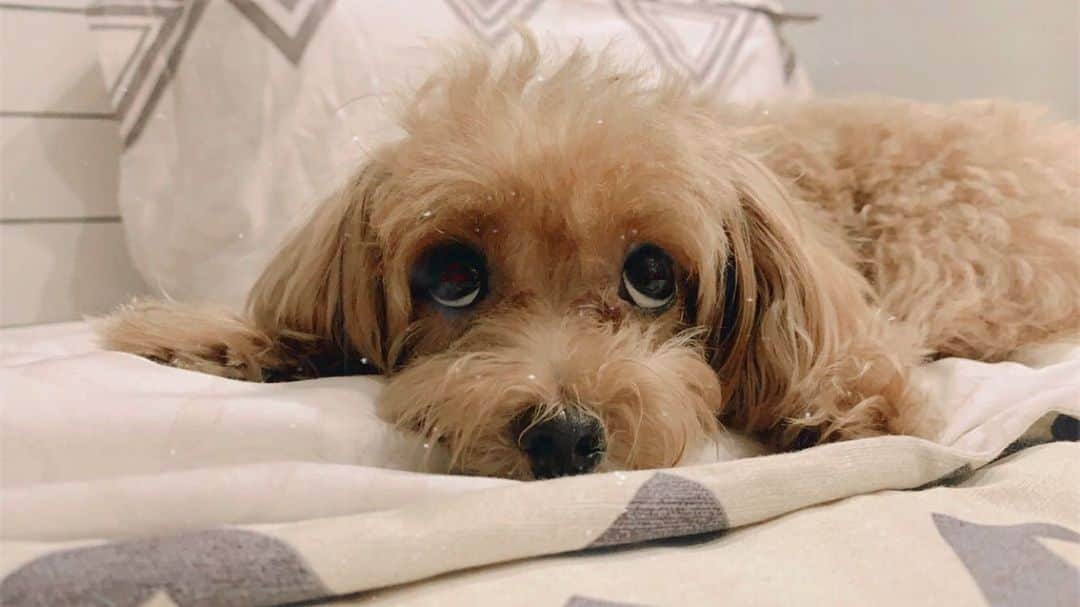 Ⓜ️їк◎ みこ 미코 ? Dogsのインスタグラム：「🙄 I heard this is a long weekend for my human but why is everybody not at home? 🙄 . Happy 👳🏿‍♂️ Deepavali ♥️ . 📆〔27Oct2019〕 . #maltipoosofinstagram #dogs #barkhappy #maltipoo #maltese #toypoodle #ワンコ #わんこ #犬 #いぬ #トイプードル #dogsoftheday #poodlesofficial #poodle #puppylove #petfancy#furball #sgpet #poodleclub #poodleclubsg #furbabies #furballs #puppiesforall #pawsomepoodles #singaporedogs #개 #푸들 #강아지 #강아지🐶」