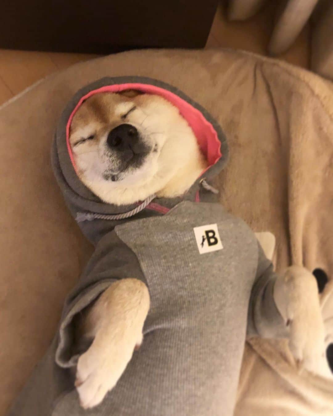 マロたんのインスタグラム：「すーやっ💤 マロたんが元気ならそれでいい  #shiba #shibainu」