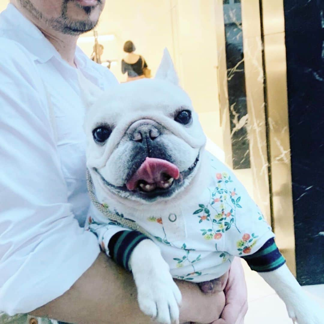 Ham-chanさんのインスタグラム写真 - (Ham-chanInstagram)「#frenchbulldog #frenchie #hamham #hamchan #フレブル #フレンチブルドッグ #はむちゃん #はむはむ #paulharnden #ポールハーデン #peoplewearingpaulharnden  仕事の合間のお散歩😊🐶✨」10月26日 20時16分 - hide_ham_tank