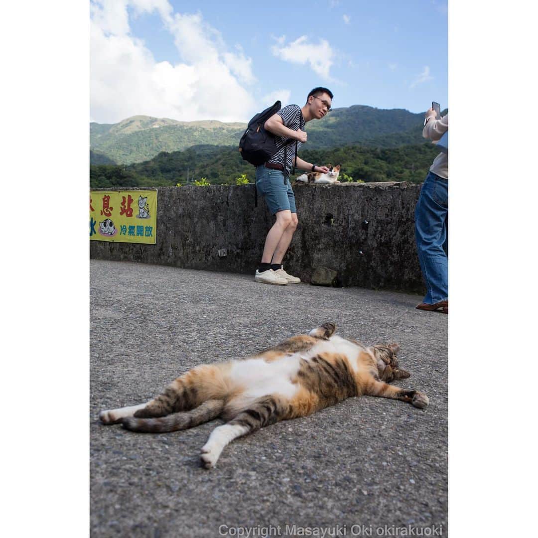 Masayukiさんのインスタグラム写真 - (MasayukiInstagram)「働かないマン。  #cat #ねこ #猴硐」10月26日 20時31分 - okirakuoki