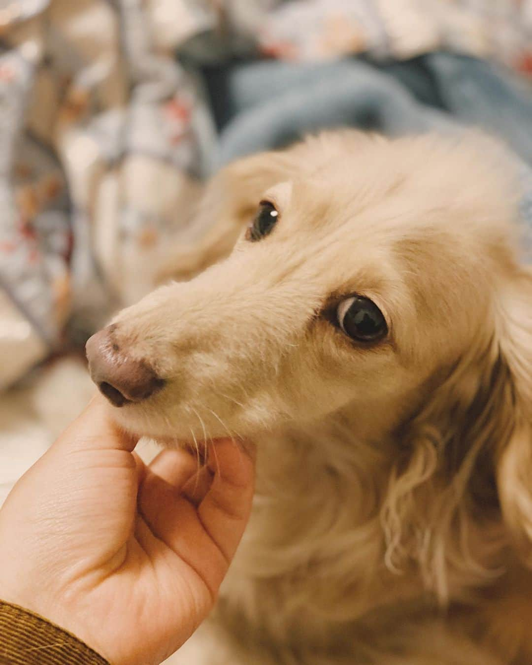 BETTYのインスタグラム：「べっちゃん、寒くなってきたね🤧」