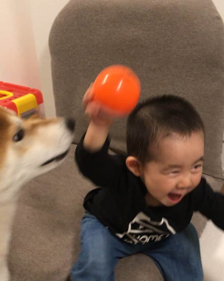 高橋みゆきのインスタグラム：「たまにあるクラ吉の逆襲😂本気出せば取れるもんね🐶💨 #クラ吉お兄 #ドキンちゃんボール欲し過ぎて #我を忘れた #可愛い2人❤️」