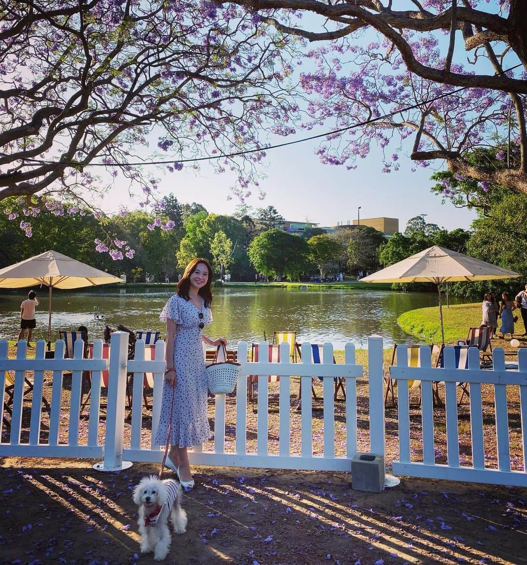 稀鳥まりやさんのインスタグラム写真 - (稀鳥まりやInstagram)「・ ・ 綺麗なお花の下でみんな楽しそうにお花見してました。 来年は桜、見られるかな…🌸😌 ・ ・ #ジャカランダ」10月26日 20時59分 - mariya_kitori