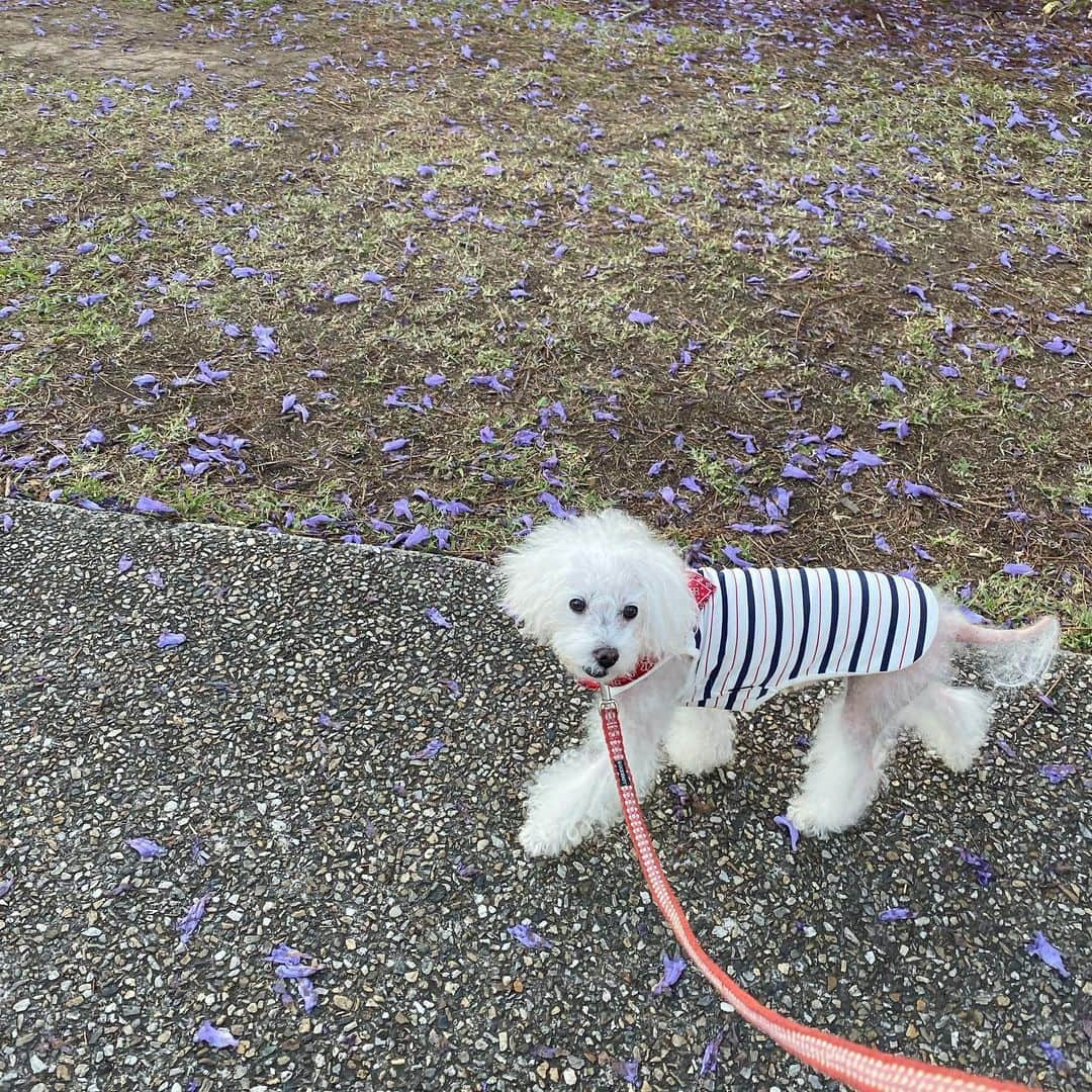 稀鳥まりやさんのインスタグラム写真 - (稀鳥まりやInstagram)「・ ・ 綺麗なお花の下でみんな楽しそうにお花見してました。 来年は桜、見られるかな…🌸😌 ・ ・ #ジャカランダ」10月26日 20時59分 - mariya_kitori