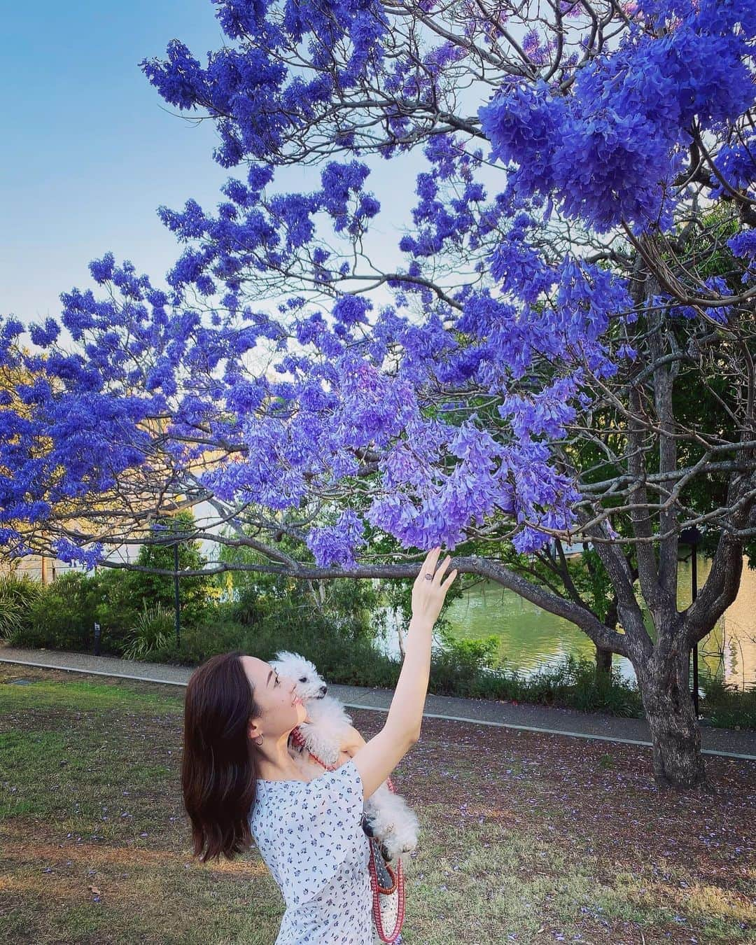 稀鳥まりやさんのインスタグラム写真 - (稀鳥まりやInstagram)「・ ・ 自然と優しい気持ちになります。 散ってしまう前に来れて良かった😊 ・ ・ #ジャカランダ #紫の花」10月26日 21時08分 - mariya_kitori