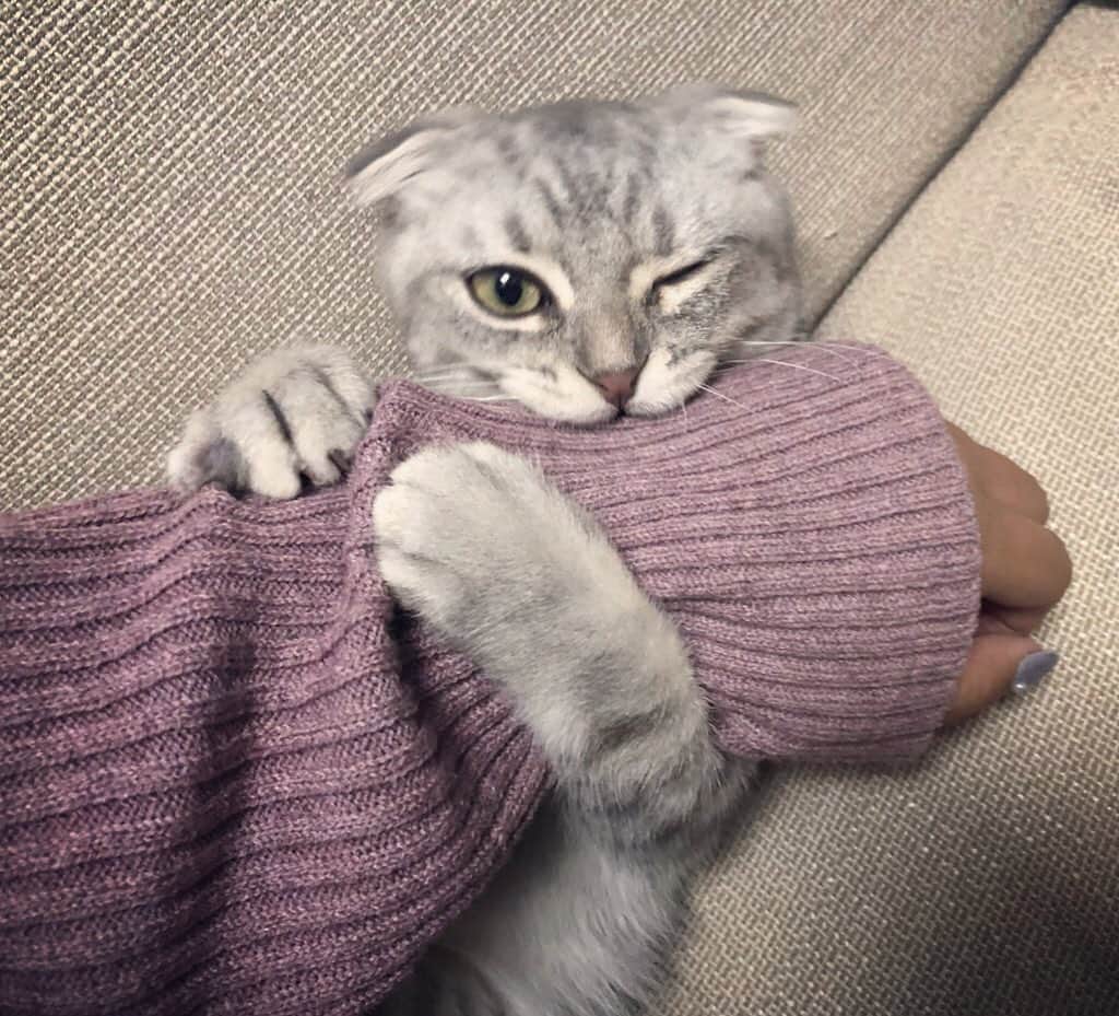 R!Nのインスタグラム：「むぎは ういんく をおぼえた!  #愛猫 #猫 #cat #🐈 #猫のいる暮らし #スコティッシュフォールド #折れ耳 #ウインク #pet #family #mybaby」