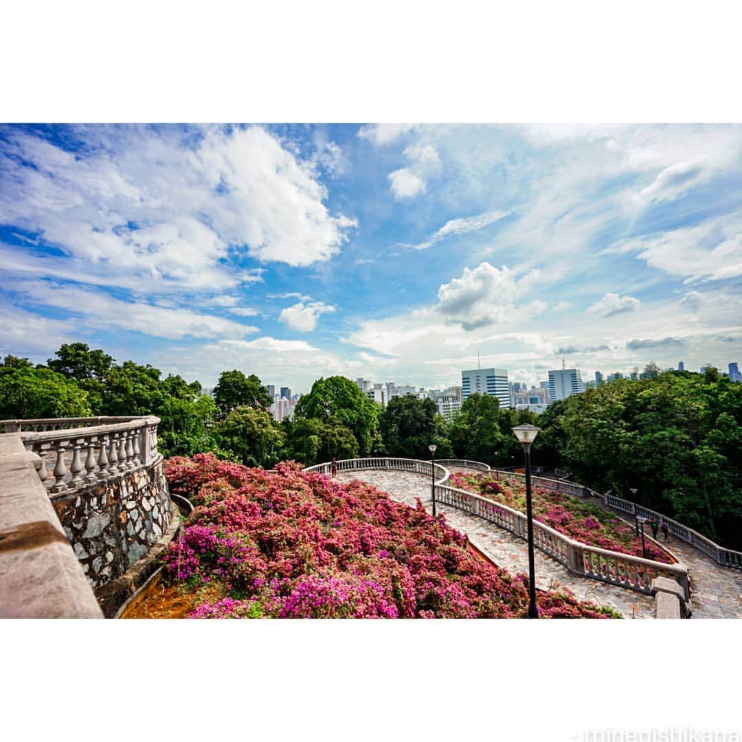 峯岸伽奈のインスタグラム：「. . . 🌺🌸🌺🌸🌺 #bougainvillea  #hillview  もうシーズン終わると思ってハラハラしてたけど、案の定、下の方だいぶ枯れかけてた…  #sonysingapore #bealpha #sonyforher #singaporeinsiders  #a7iii #16mm #zeisslenses  #シンガポール #広角レンズ  #ブーゲンビリア」
