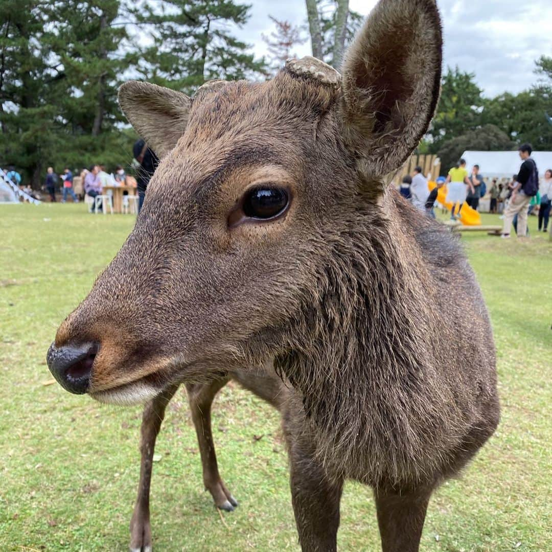 松井絵里奈さんのインスタグラム写真 - (松井絵里奈Instagram)「奈良の食材×シェフの祭典 シェフェスタ NARA 奈良県産食材の魅力がたーっぷり詰まったイベントです❣️ 生産者と料理人 料理人とお客様 お客様と生産者 🤝 屋台もマルシェも青空キッチンもドリンクブースも 体験ができる「食べる学校」も。  どのブースも魅力的❤︎ わたしは東京に住んでいますが 東京にいても奈良の食材や生産者さんと繋がりたくて、奈良食べる通信を購読しています♡ 食べるだけでなく、生産者さんの想いが聴けたり、料理人さんの想いが知れるキッカケってなかなかないもの。 それに触れられるだけで とても価値のある学びだし 食育になると感じています。  #シェフェスタ2019  奈良会場は 10月27日 (土) ~11月4日(月·祝) まで、 奈良公園 登大路園地で10:00~17:00開催です お近くの方はぜひ遊びに行ってみてくださいね♪  私は明日も行きます♡  #cfesta2019 #シェフェスタ #シェフェスタアンバサダー #シェフェスタin奈良公園 #cfesta #奈良フードフェスティバル #奈良県産食材 #奈良県産食材の見本市 #シェフェスタ奈良#無花果#寺田農園 さん#十津川村#なめこ #奈良鰹#ほんとに美味しい#ほんまもん」10月26日 22時42分 - erina74xx