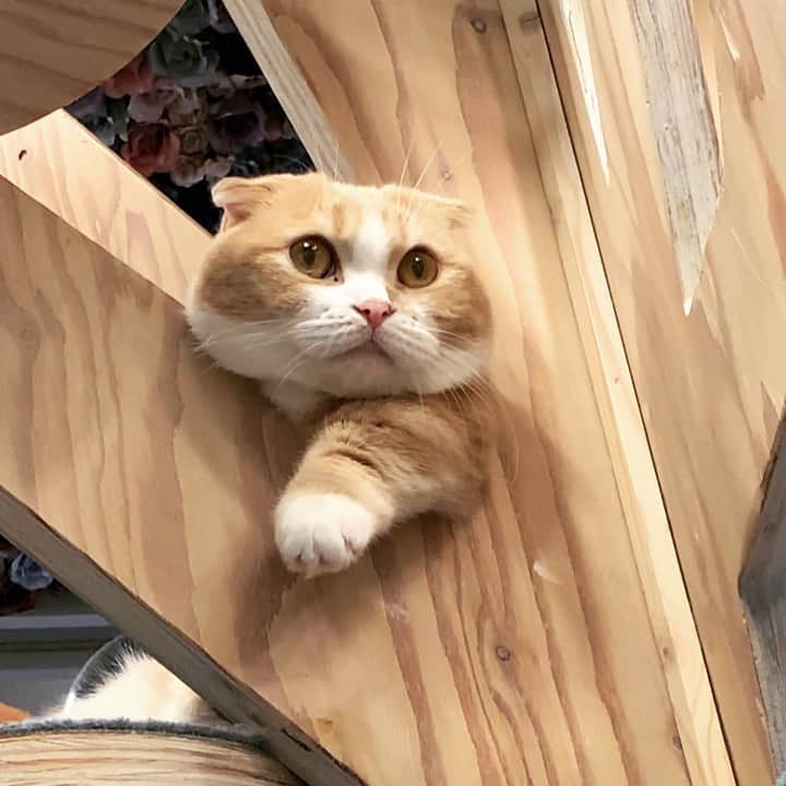 奥山レイカのインスタグラム：「ねこーん #cat #ねこすたぐらむ #マンチカン #ネコ」