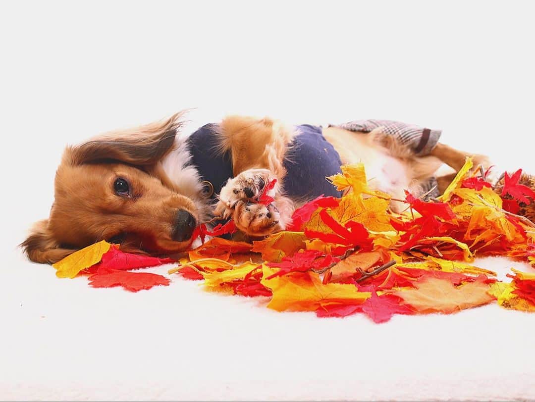 井坂仁美さんのインスタグラム写真 - (井坂仁美Instagram)「♡ かわいすぎる私の王子👑 ¨̮ ¨̮ #アンク #アンクん #愛犬 #チワックス #チワワとダックスのミックス #犬 #わんこ #ペット #いぬすたぐらむ #犬のいる暮らし #短足部 #dog #Dachshund #mix #Chihuahua #prince #dogsofinstgram #doglover #animal」10月26日 22時50分 - hitomi_ankh