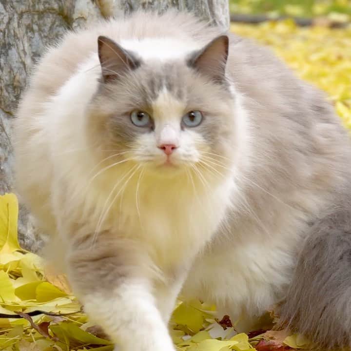 マアルのインスタグラム：「ラル副店長のお散歩 #北海道 #旭川市 #常盤公園 #猫 #ラグドール」