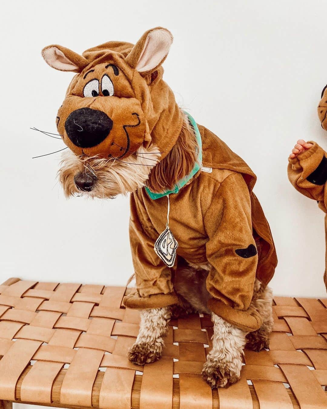 Aspyn Ovard Ferrisさんのインスタグラム写真 - (Aspyn Ovard FerrisInstagram)「My baby Scooby Doo’s!! Neither of them loved their costumes 😂」10月27日 4時47分 - aspynovard