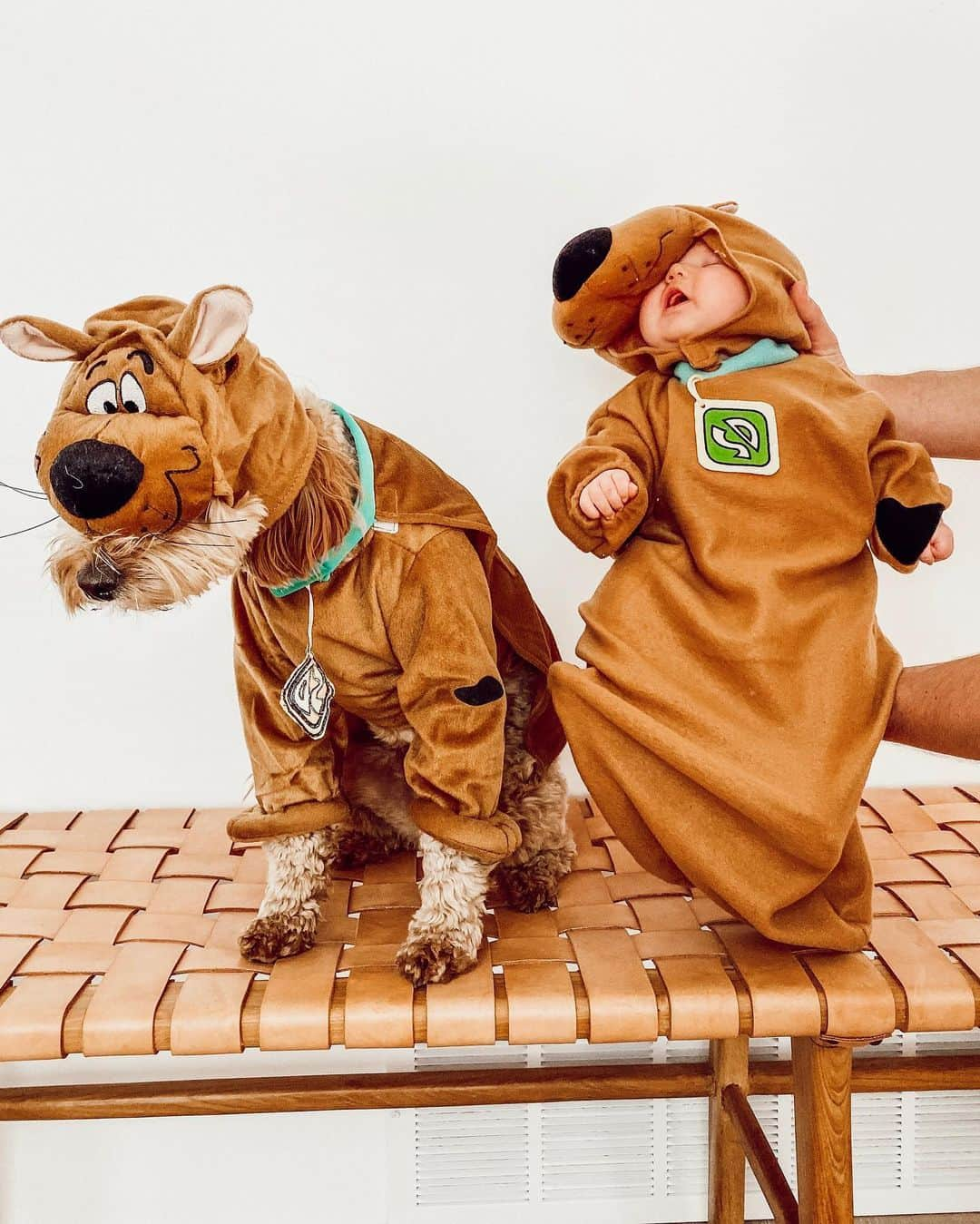 Aspyn Ovard Ferrisさんのインスタグラム写真 - (Aspyn Ovard FerrisInstagram)「My baby Scooby Doo’s!! Neither of them loved their costumes 😂」10月27日 4時47分 - aspynovard