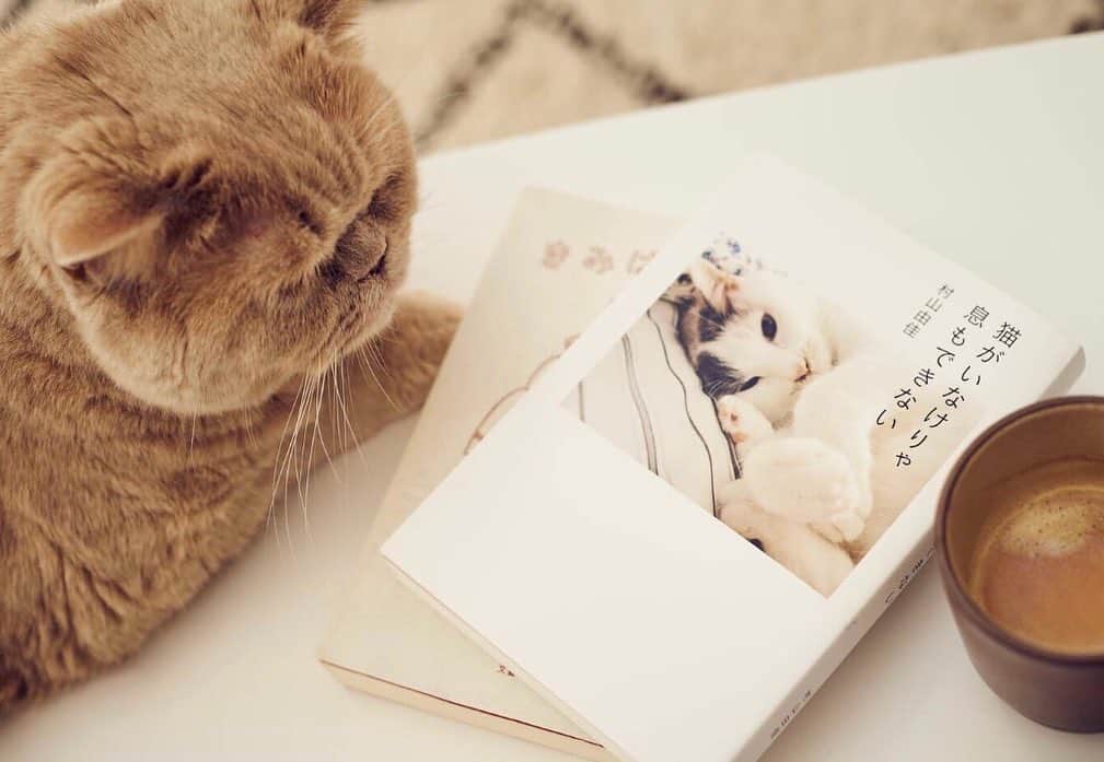 濱中鮎子のインスタグラム：「猫じゃなくて僕だろう？  はい。  #妊娠中 #ドリップする気力もないコーヒー中毒者には #ネスプレッソのデカフェが強い味方でした #今も授乳中だからデカフェ #ネスプレッソ #nespresso  #本体がコンパクトで #家電感の薄いグレーカラー #cat #ネコ #小心者の親分 #チャイ坊 #チャイ #chai #britishshorthair #ブリティッシュショートヘア #クラッシュフェイス #ぶチャイく #愛の交歓」