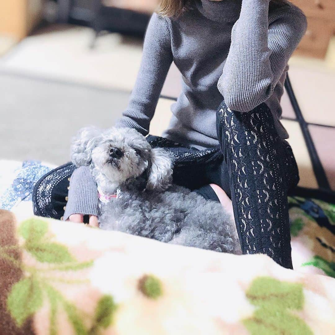 杉枝真結さんのインスタグラム写真 - (杉枝真結Instagram)「☺︎ 愛犬のジャム🐩 - 気が付いたら… ロマンスグレーの彼女と お揃いカラーのタートルニットで まったりしている自分が居ました😂💓 - 最終、彼女は腕の中で寝てしまいましたとさ！(笑) - #titivate #titivatestyle #ootd #outfit #ティティベイト #ファッション #コーデ @titivatejp #袖ボタンリブタートルニット」10月26日 23時46分 - mayusugieda_official