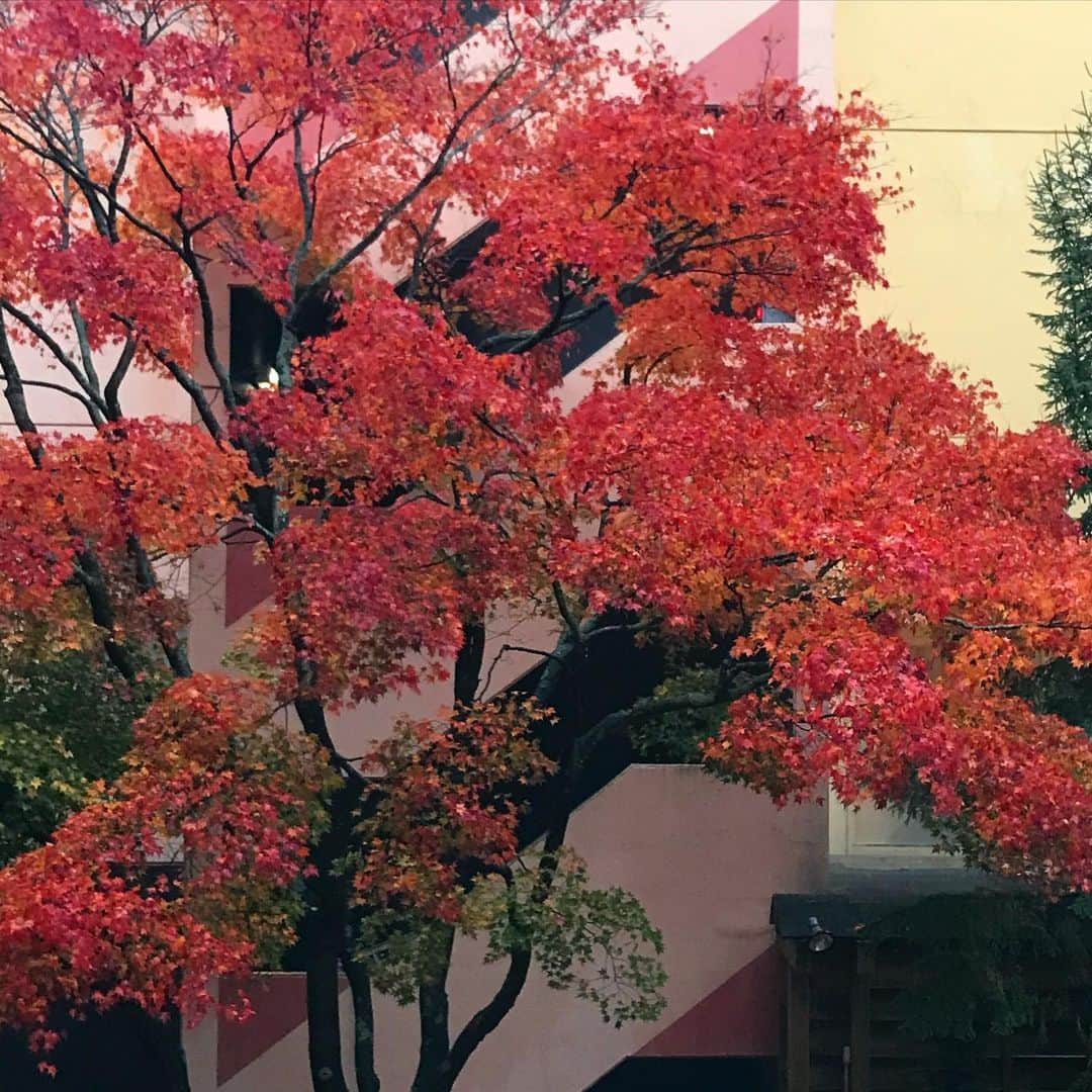 丸山敬太さんのインスタグラム写真 - (丸山敬太Instagram)「北海道帯広の紅葉が本当に美しい 街中の街路樹が真っ赤なグラデーション」10月27日 0時16分 - keitamaruyama
