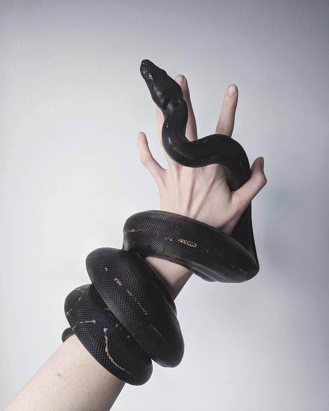 Instagramさんのインスタグラム写真 - (InstagramInstagram)「When Sarah Ritchie (@jeansararichards) was 6 years old, Diamond, her first pet snake, entered her life. 🐍 But it wasn’t until age 19 that she became more interested in keeping snakes as pets. “I became obsessed with all the morphs and species people are breeding. I now have some very unique animals that are stunning but were entirely for companionship when I needed some creatures around.” ⁣ ⁣ Sarah now keeps five snakes at home in Calgary, Alberta, where she’s on the hunt for good light and simple backgrounds for her photos. 🖤⁣ ⁣ To see Sarah’s work and the mesmerizing movements of her slippery companions, go watch today’s story.」10月27日 0時53分 - instagram