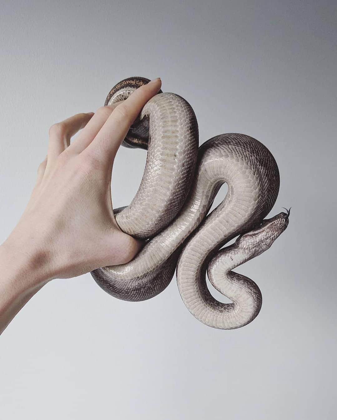 Instagramさんのインスタグラム写真 - (InstagramInstagram)「When Sarah Ritchie (@jeansararichards) was 6 years old, Diamond, her first pet snake, entered her life. 🐍 But it wasn’t until age 19 that she became more interested in keeping snakes as pets. “I became obsessed with all the morphs and species people are breeding. I now have some very unique animals that are stunning but were entirely for companionship when I needed some creatures around.” ⁣ ⁣ Sarah now keeps five snakes at home in Calgary, Alberta, where she’s on the hunt for good light and simple backgrounds for her photos. 🖤⁣ ⁣ To see Sarah’s work and the mesmerizing movements of her slippery companions, go watch today’s story.」10月27日 0時53分 - instagram