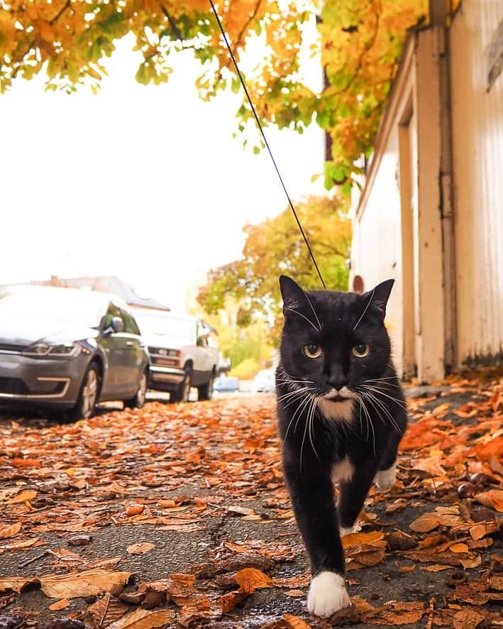 スターリンのインスタグラム：「Outside in the autumn colours looking for signs of Kitler 👀」