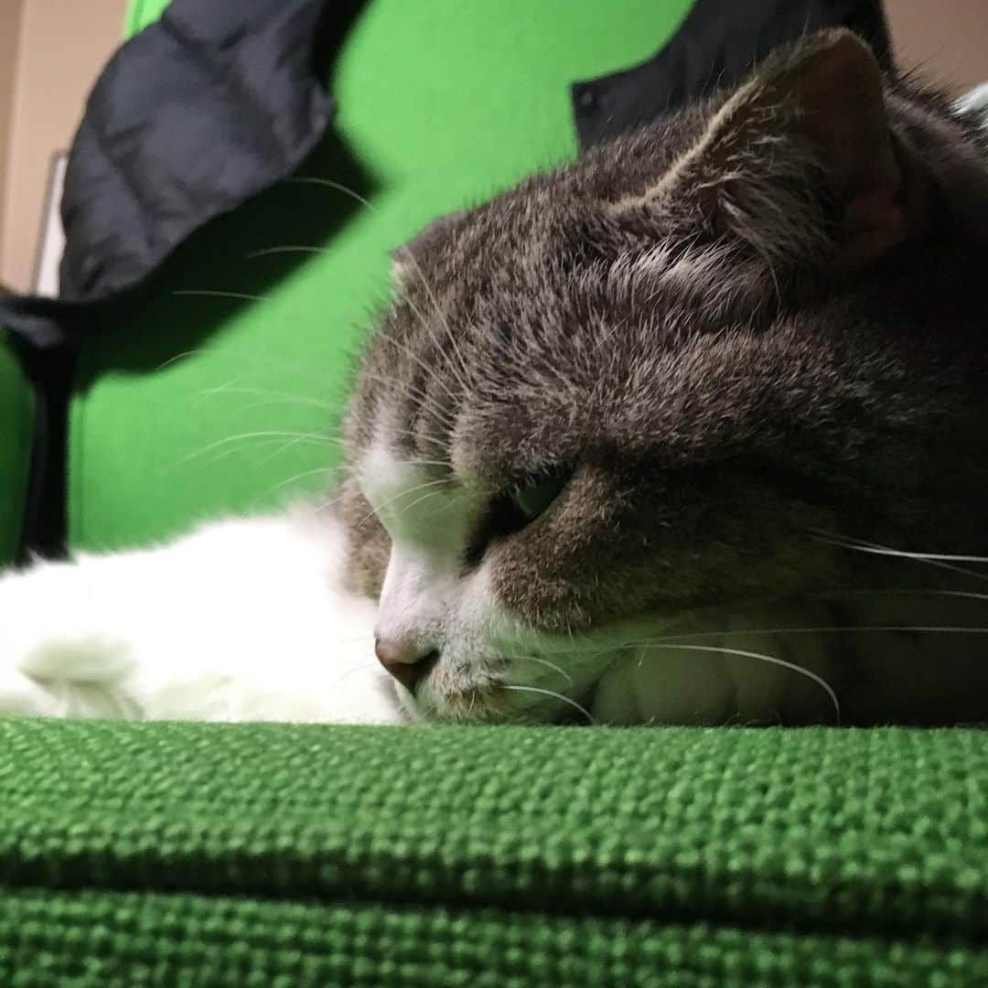 ミツバ&フックのインスタグラム：「布団の中に入ってきてくれる季節が早く来ればいいのに #ilovecat」