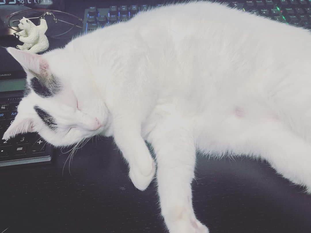 Siznaのインスタグラム：「#dura #cat #づら #猫 #sizna #雑種 #元地域猫 #ヅラ #ヅラ猫 #ヅラ猫部 #にゃんスタグラム #猫変態を増やそうの会 #キーボード猫」